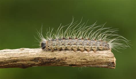 Urgent Warning As Invasive Moth Species Discovered In Dublin