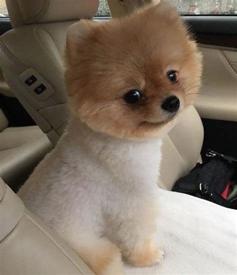 Pomeranian Dog Grooming Styles - Pets Lovers