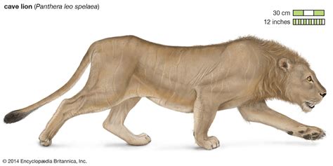 Lion | Characteristics, Habitat, & Facts | Britannica