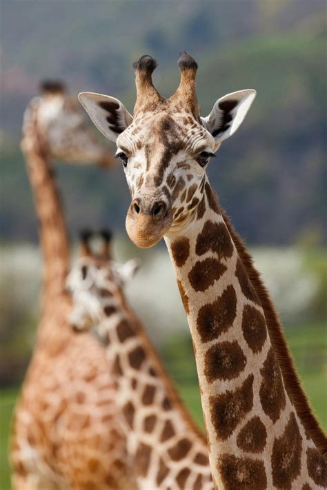 Brown Giraffe during Daytime · Free Stock Photo