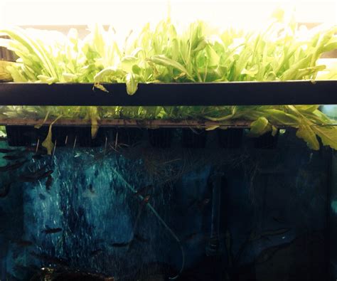 Aquaponics + Trout in the Classroom : 4 Steps - Instructables