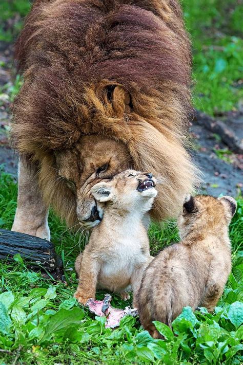 Male lion struggles to look after his cubs while mum is away | Lipstick Alley