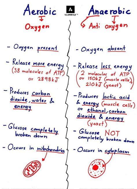 Aerobic vs Anaerobic Bacteria Cellular Respiration - StudyPK