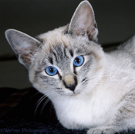 Portrait of tabby-point Siamese cat photo WP17288