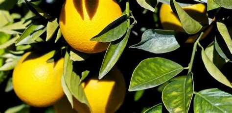 7 Reasons For Yellow Leaves On Orange Tree-Fixing Guide