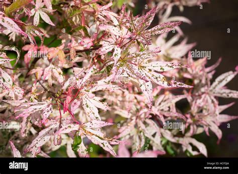 Japanese maple ukigumo hi-res stock photography and images - Alamy