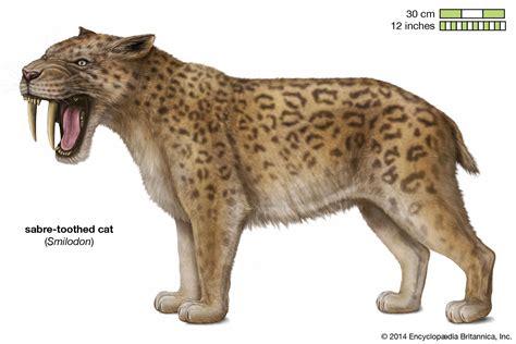 saber-toothed cat - Kids | Britannica Kids | Homework Help