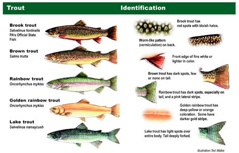 Beavers Bend Trout Guide