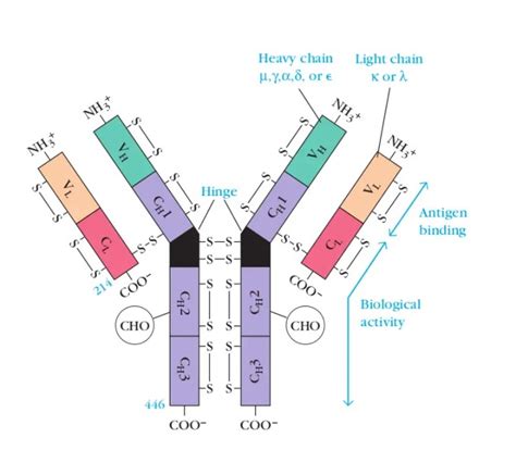 Immunoglobulin Structure and Classes - Learn Microbiology Online