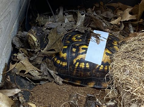 Patient Stories - Box Turtle — Philadelphia Metro Wildlife Center