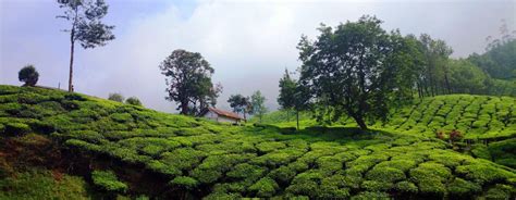 Tea Gardens - Munnar , Munnar - Experience Kerala