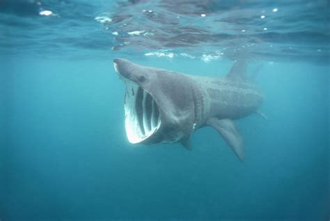 Basking Shark Facts (Cetorhinus maximus)