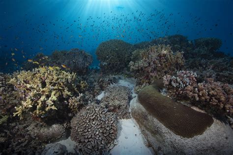 Exploring Types of Invertebrates - Ocean Conservancy