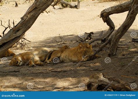 Lion Pride Sleeping stock image. Image of acacia, africa - 43631119