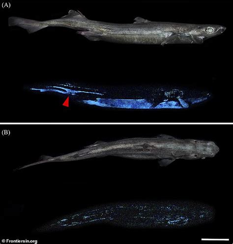 Giant glow-in-the-dark shark that uses bioluminescence as a camouflage ...