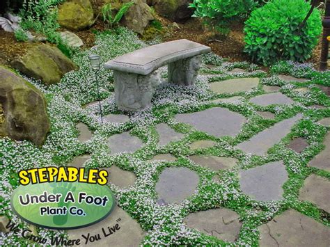 STEPABLES.COM - Plants that tolerate foot traffic