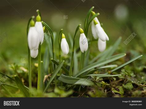 Snowdrop Spring Image & Photo (Free Trial) | Bigstock