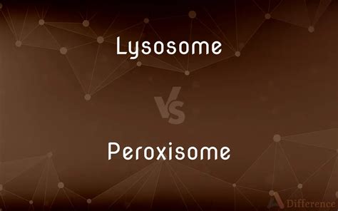 Lysosome vs. Peroxisome — What’s the Difference?