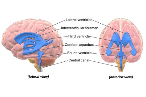 Ventricular System of the Brain