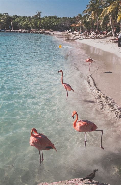 Hopetaft: Flamingo Beach On Renaissance Island Aruba