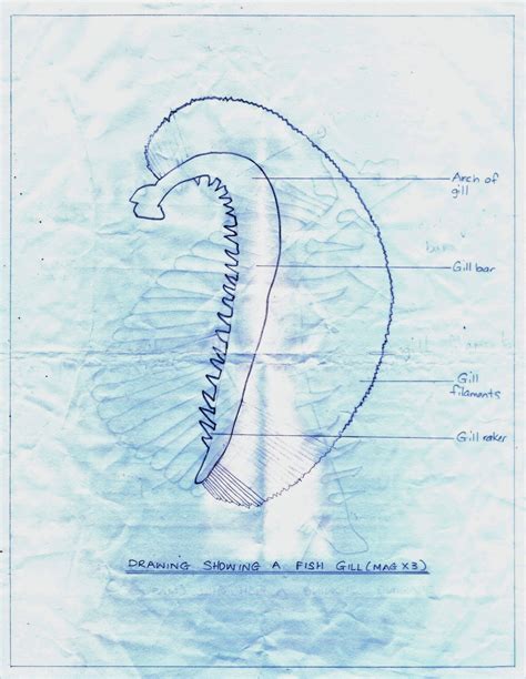 Fish Gill Diagram