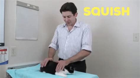 Squish That Cat Squish GIF - Squish That Cat Squish Cat - Discover ...