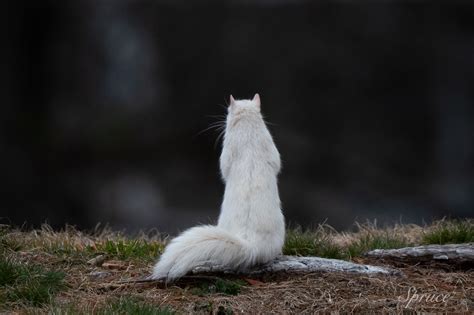 Albino and Leucistic Wildlife - Barry Spruce Photography Tours