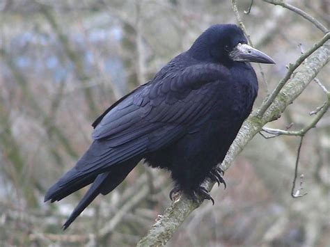 Rook Bird Facts (Corvus frugilegus) | Birdfact