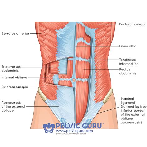 Understanding Your Core Muscles — Ottawa Osteopathy, Athletic Therapy & Workshops