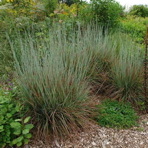 Schizachyrium scoparium 'Standing Ovation' - 1 quart pot | White Flower Farm