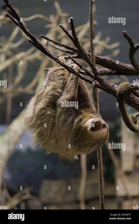 A sloth hanging upside down the tree branch Stock Photo - Alamy