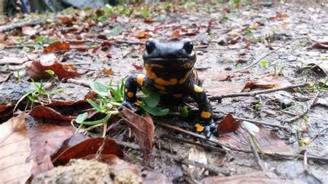 Fire Salamander - Free photo on Pixabay - Pixabay