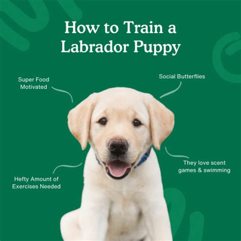 Are Labrador Puppies Easy To Train