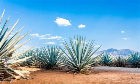 Types of Agave Plants: Striking Species With Different Qualities - Greenkosh