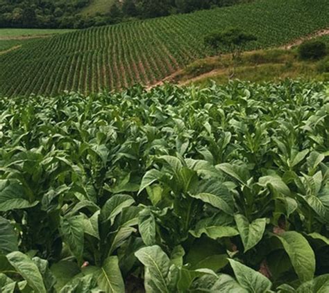 Tobacco Farming and Curing | PMI - Philip Morris International