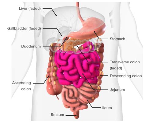 Small Intestine: Anatomy | Concise Medical Knowledge