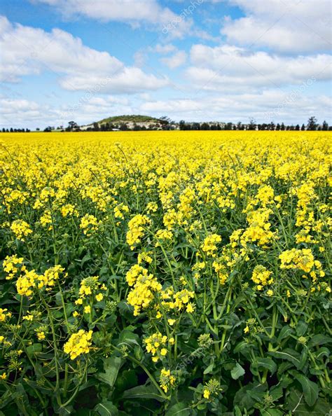 Golden canola flowers Stock Photo by ©clearviewstock 5101429