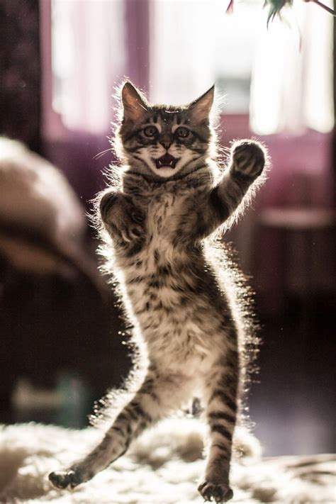 30 Of The Funniest Dancing Cat Pics | Bored Panda