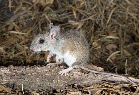 White-footed Deermouse (Peromyscus leucopus)