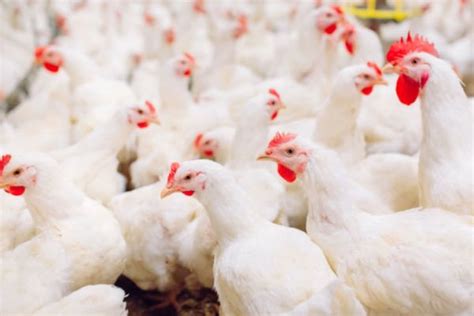 Choosing the Right Chicken Breeds for Your Poultry Farm - sgprojects