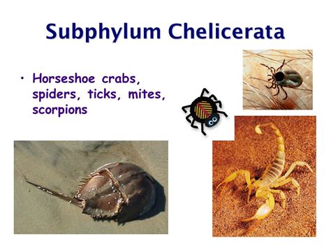 Subphylum Chelicerata Examples