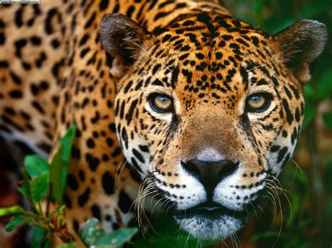 jaguars, Brazil, Wildlife, Animals Wallpapers HD / Desktop and Mobile Backgrounds