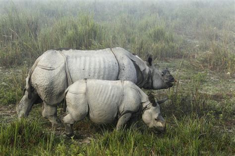 Illegal rhino horn trade - Photo 1 - Pictures - CBS News