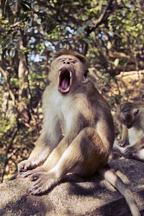 Toque Macaque Monkey with Sharp Teeth Stock Photo - Image of primate, furry: 90438536