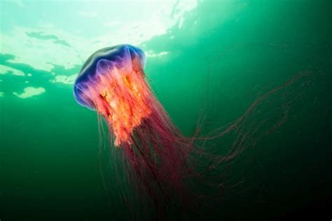 10 Lion’s Mane Jellyfish Facts - Fact Animal