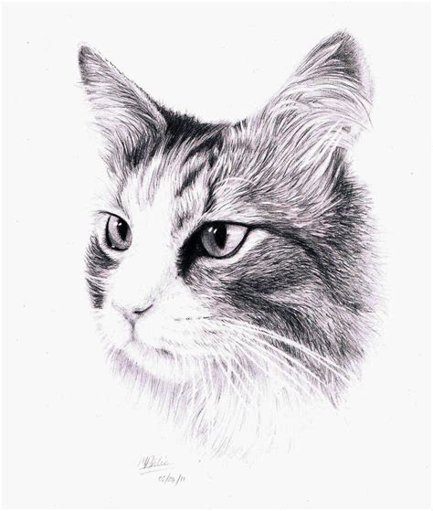 A Drawing of a cat by Atarial on DeviantArt