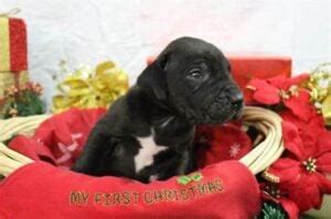 Pomchi Puppies For Sale: Top 4 Breeders! (2023) - We Love Doodles