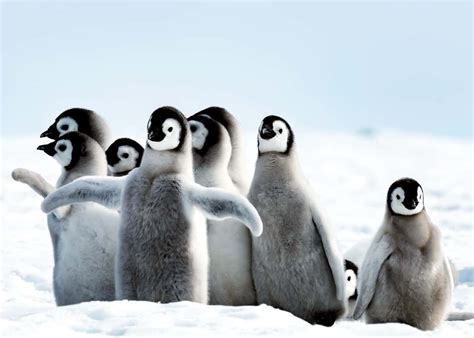 51 Baby Penguin Photos, Videos, and Facts That'll Have You Saying "Awwww!!" | Everywhere Wild