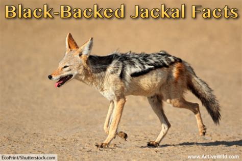 Black-Backed Jackal Facts, Pictures, Video & Information. Discover An Intelligent & Adaptable ...