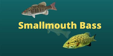 10 Best Smallmouth Bass Lures of 2022 - Tried and Tested